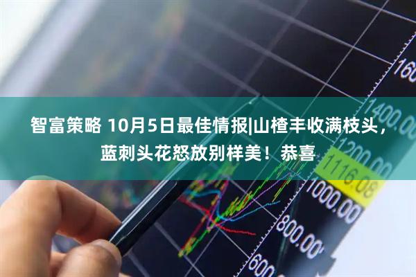 智富策略 10月5日最佳情报|山楂丰收满枝头，蓝刺头花怒放别样美！恭喜